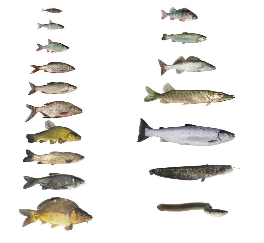 rodzaje ryb w jeziorach