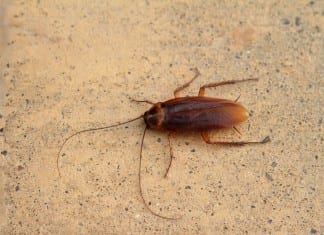 Szpitale w UK są oblegane przez szczury i karaluchy. To już plaga!