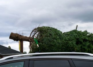 Gigantyczna choinka na furgonetce złapana na A38